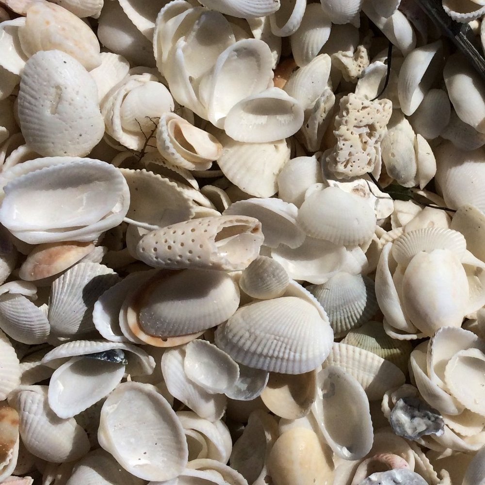 Meet your Posher, Belle